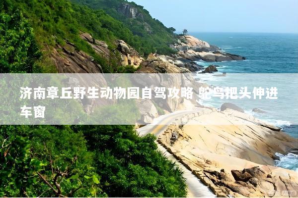 济南章丘野生动物园自驾攻略 鸵鸟把头伸进车窗