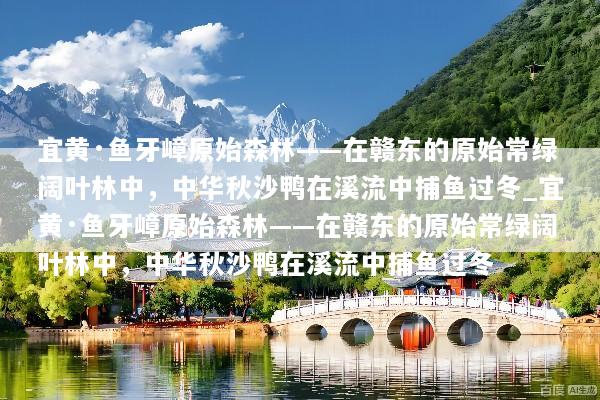 宜黄·鱼牙嶂原始森林——在赣东的原始常绿阔叶林中，中华秋沙鸭在溪流中捕鱼过冬_宜黄·鱼牙嶂原始森林——在赣东的原始常绿阔叶林中，中华秋沙鸭在溪流中捕鱼过冬