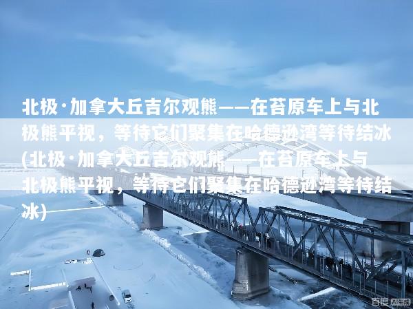 北极·加拿大丘吉尔观熊——在苔原车上与北极熊平视，等待它们聚集在哈德逊湾等待结冰(北极·加拿大丘吉尔观熊——在苔原车上与北极熊平视，等待它们聚集在哈德逊湾等待结冰)