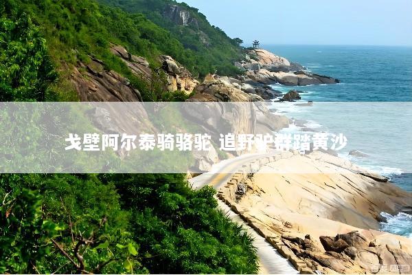 戈壁阿尔泰骑骆驼 追野驴群踏黄沙